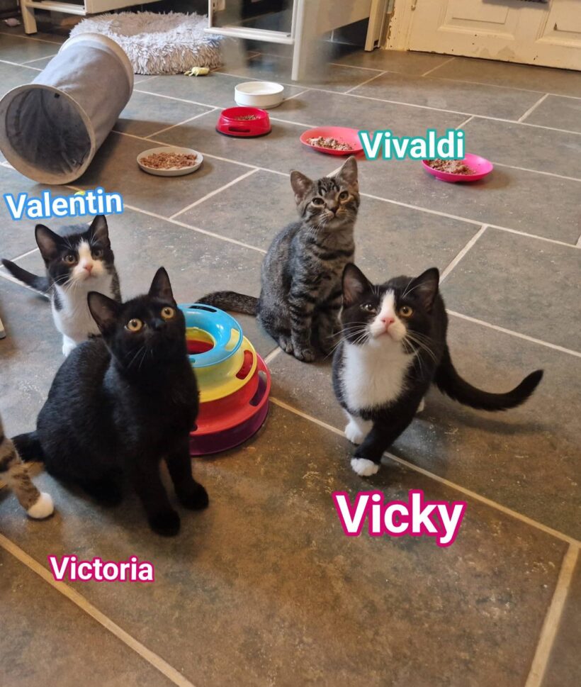 „V-Kitten“ „V-Kitten“