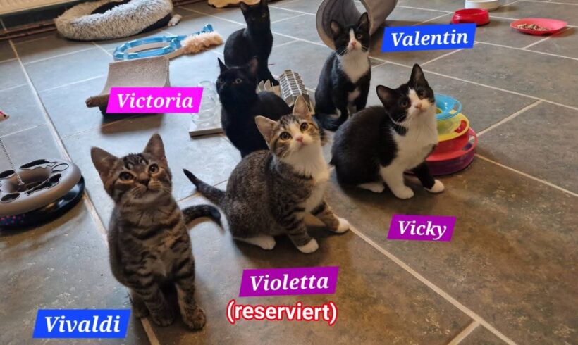 „V-Kitten“ „V-Kitten“