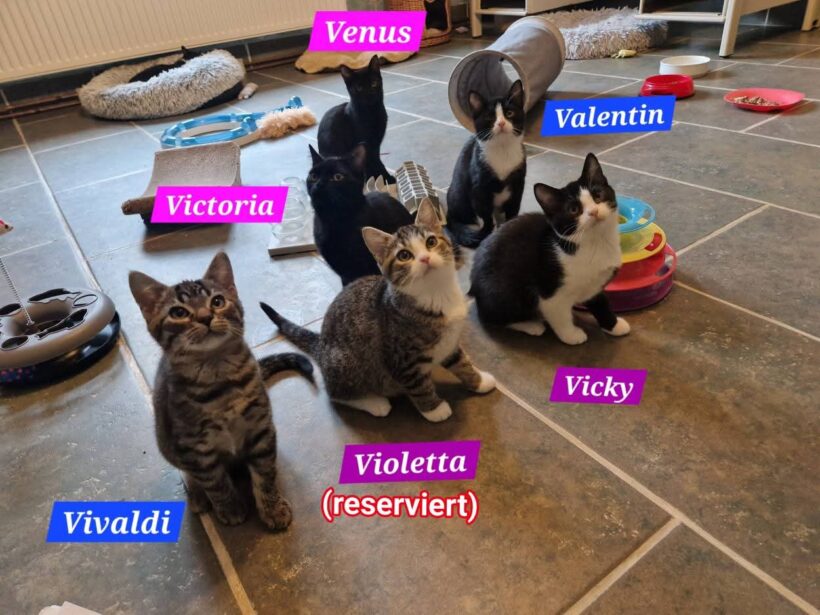 „V-Kitten“ „V-Kitten“