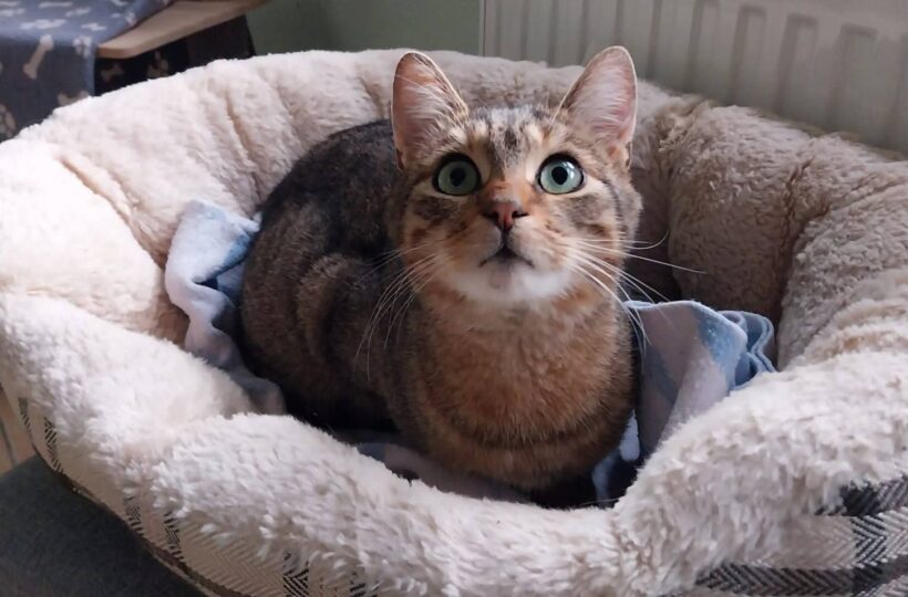 Fundkater Bernsbach❣️