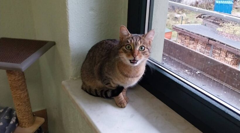 Fundkater Bernsbach❣️