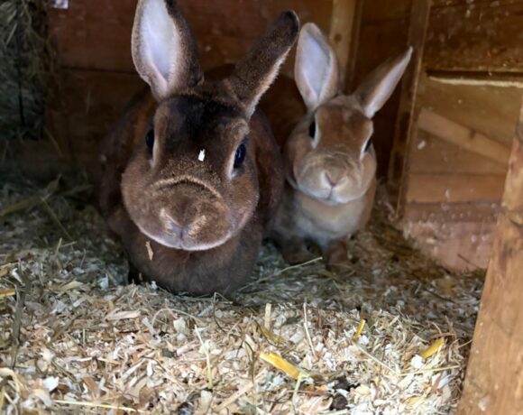 Lady und Molly❤️