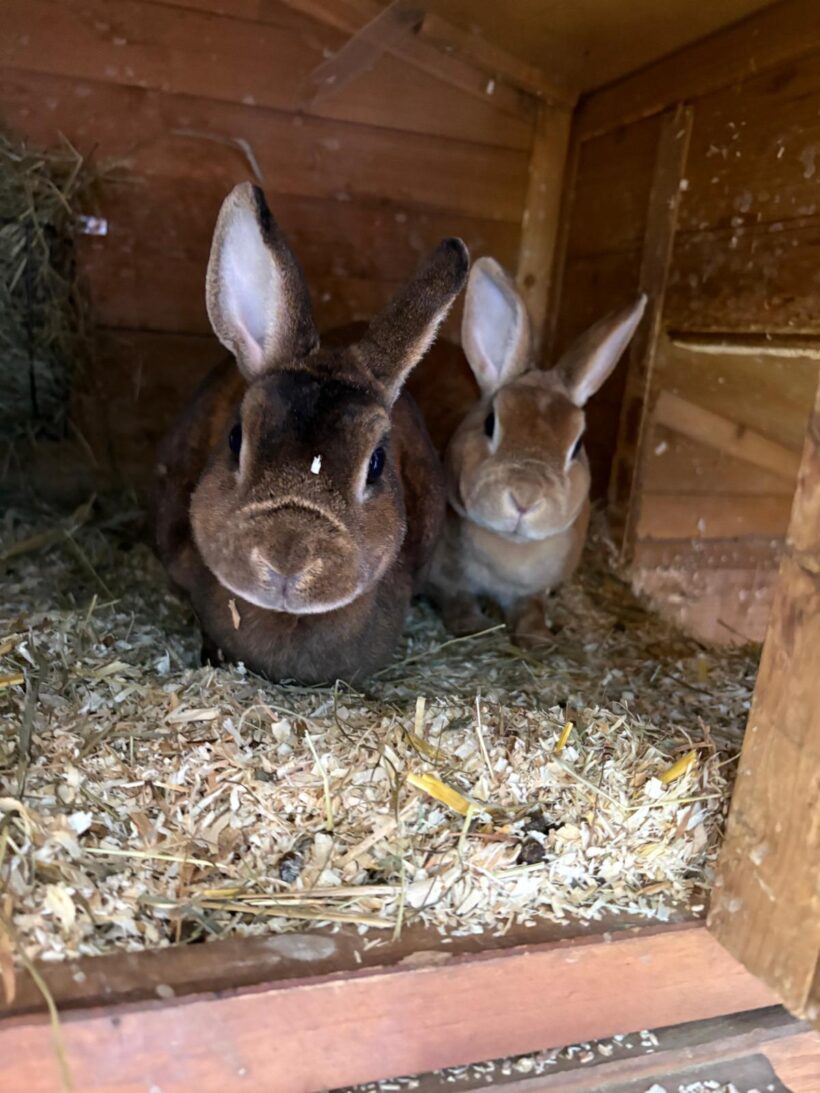 Lady und Molly❤️ Lady und Molly❤️