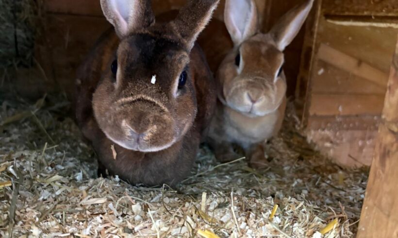 Lady und Molly❤️ Lady und Molly❤️