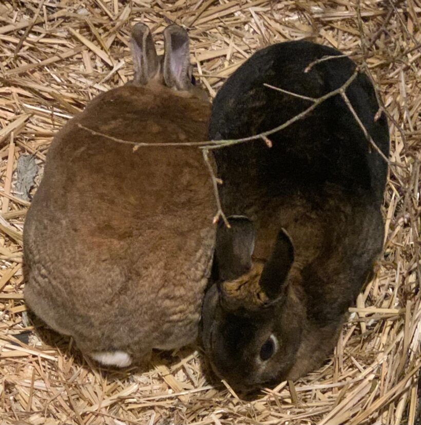 Lady und Molly❤️ Lady und Molly❤️