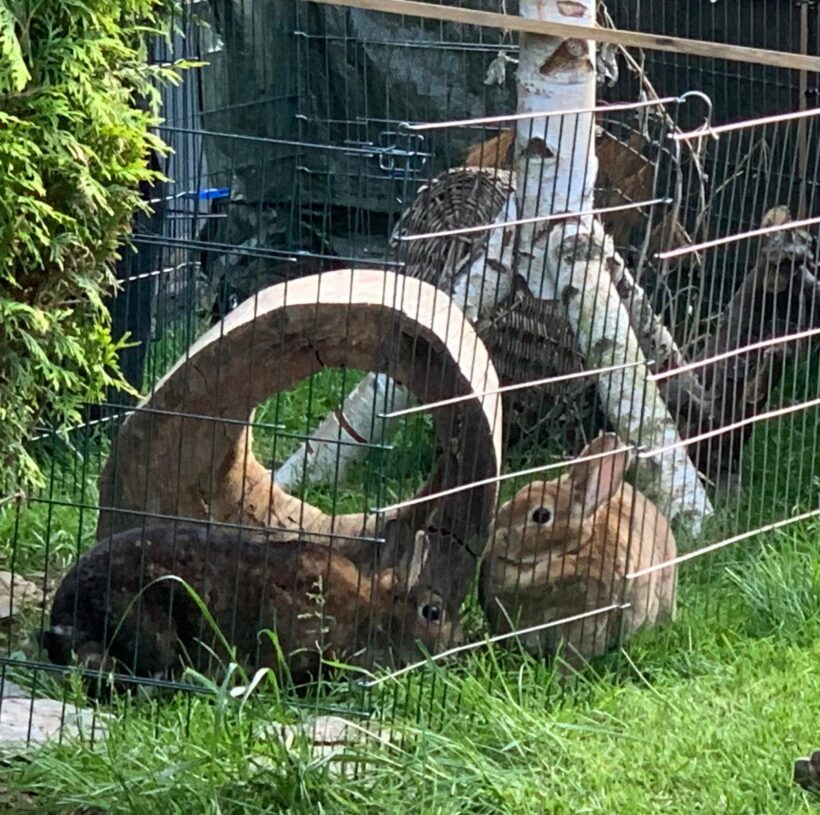 Lady und Molly❤️ Lady und Molly❤️