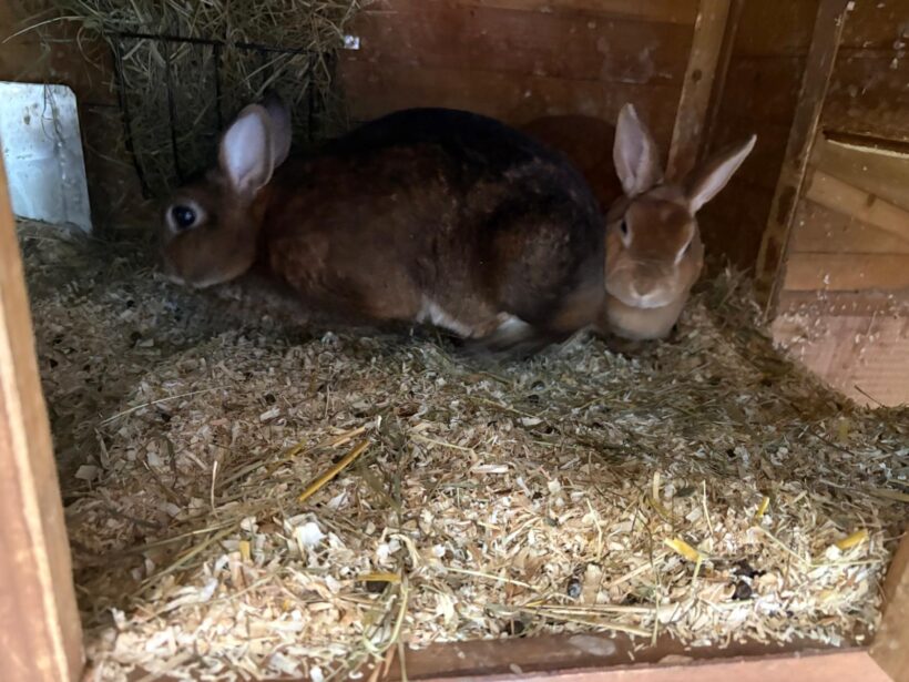 Lady und Molly❤️ Lady und Molly❤️