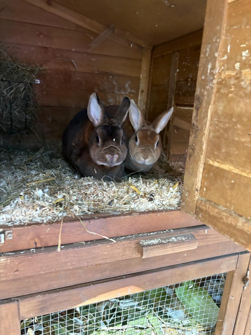 Lady und Molly❤️ Lady und Molly❤️