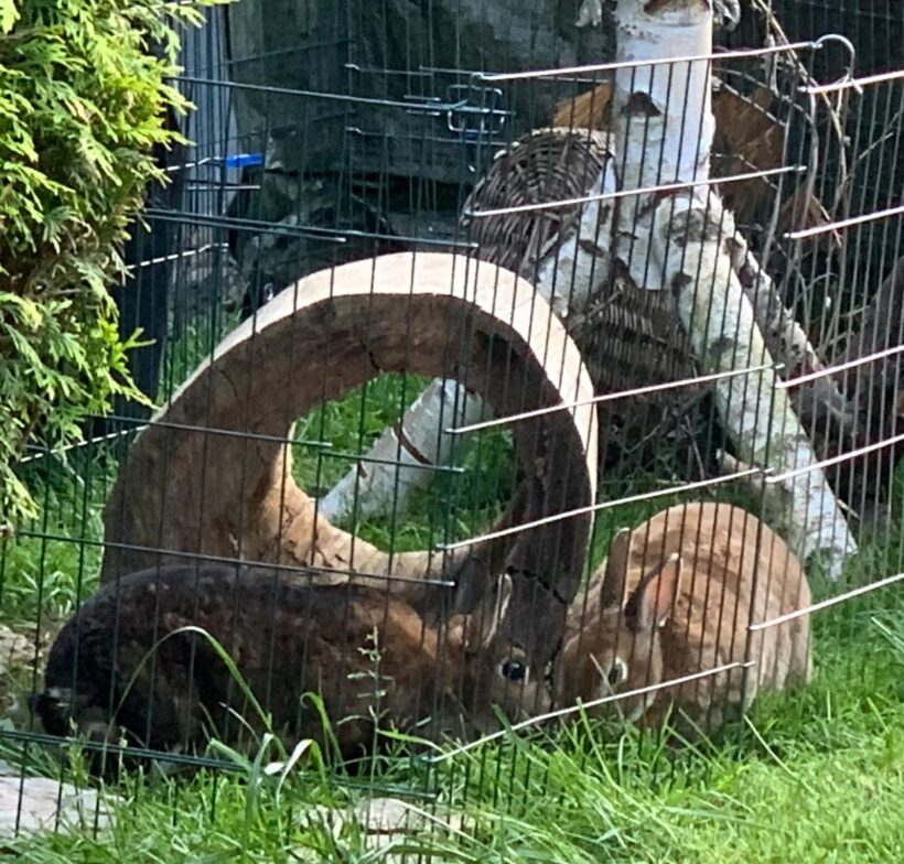 Lady und Molly❤️ Lady und Molly❤️
