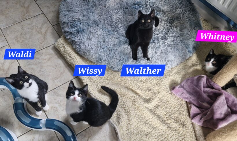 „W-Kitten“ „W-Kitten“