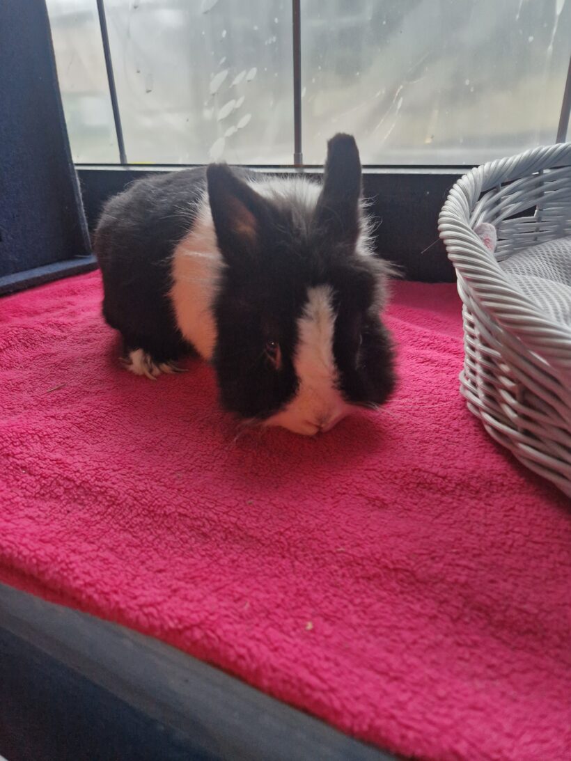 Fundkaninchen Neuwelt❣️