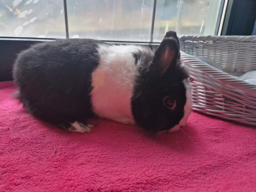 Fundkaninchen Neuwelt❣️