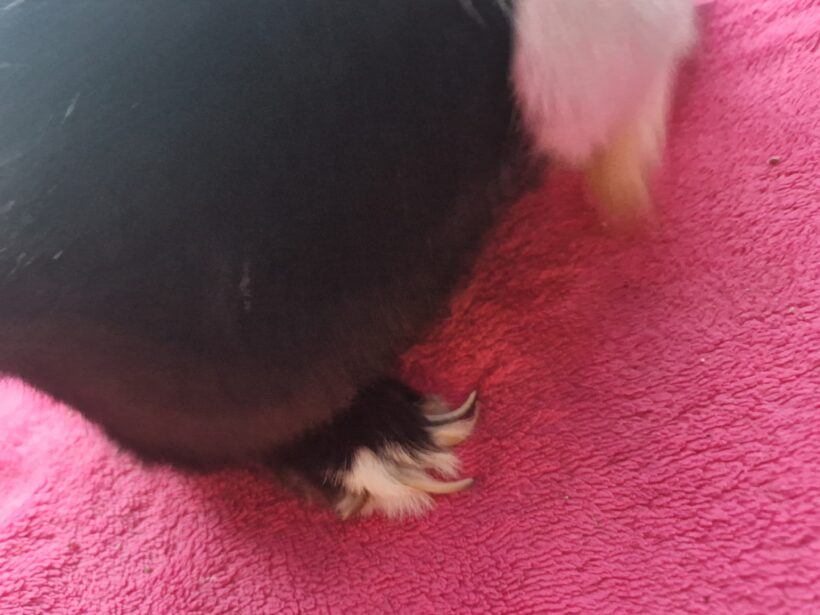 Fundkaninchen Neuwelt❣️