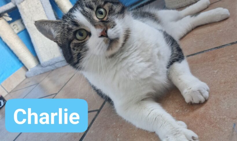 Charlie❤️ Charlie❤️