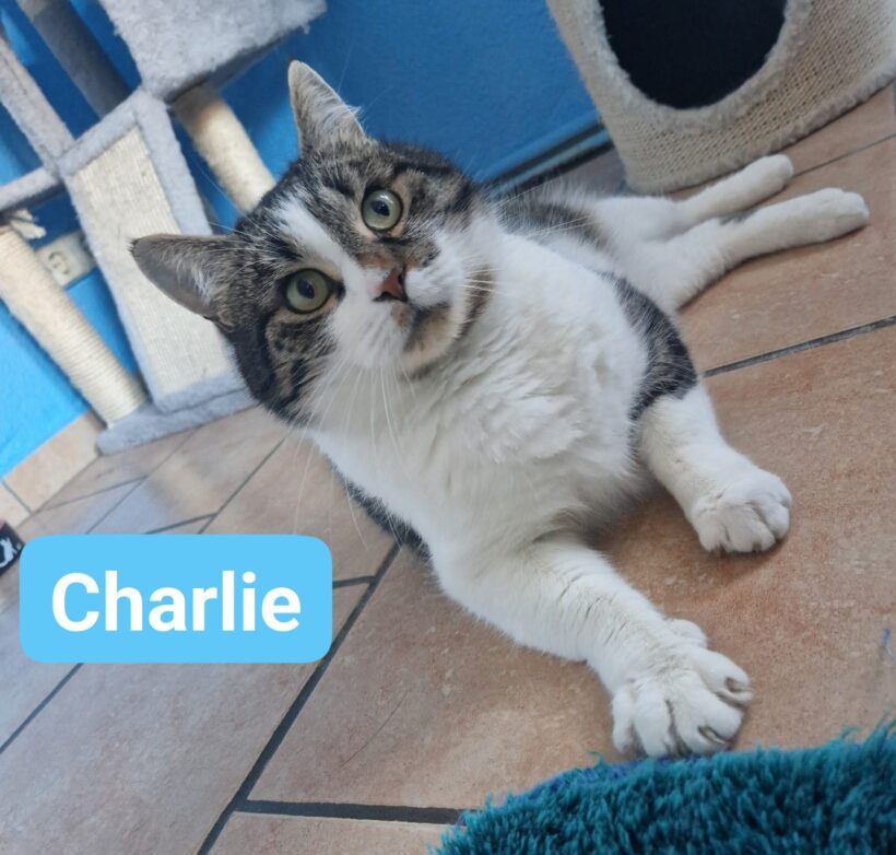 Charlie❤️