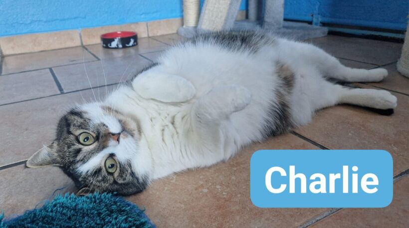 Charlie❤️