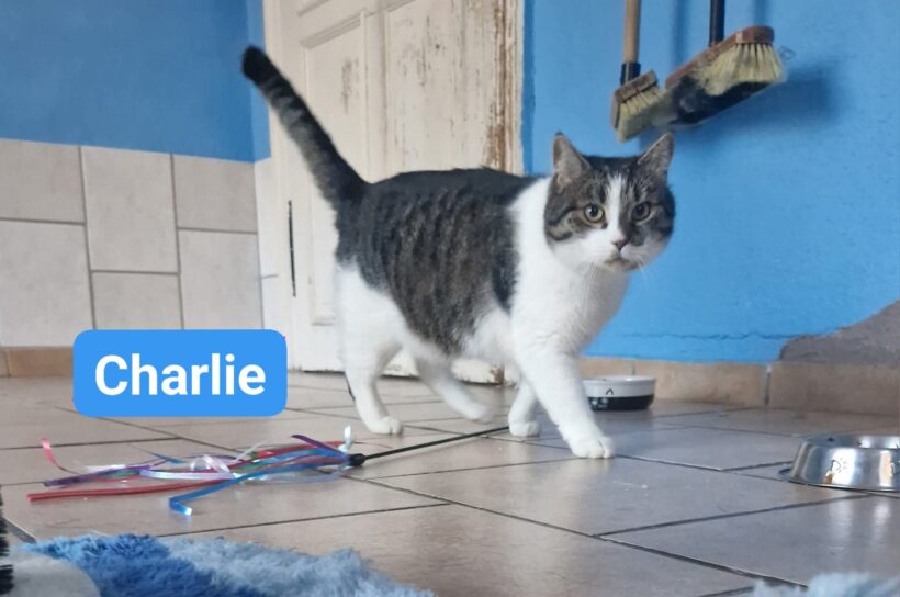Charlie❤️
