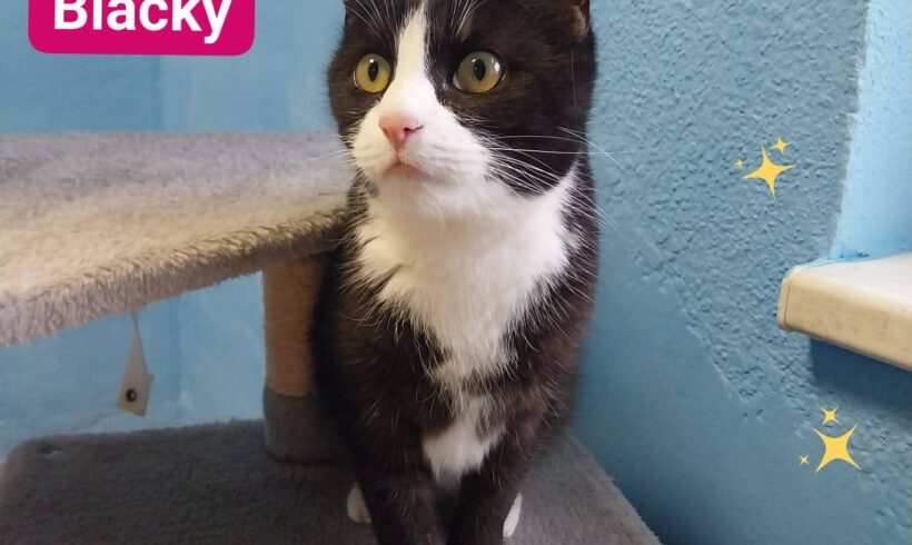 Blacky❣️ Blacky❣️