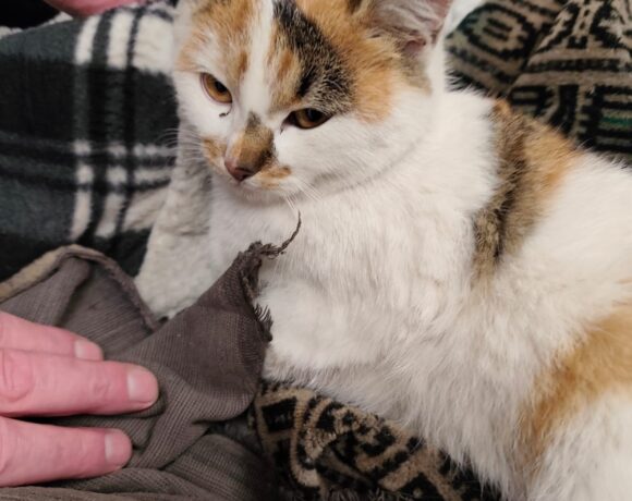 Fundkatze Markersbach