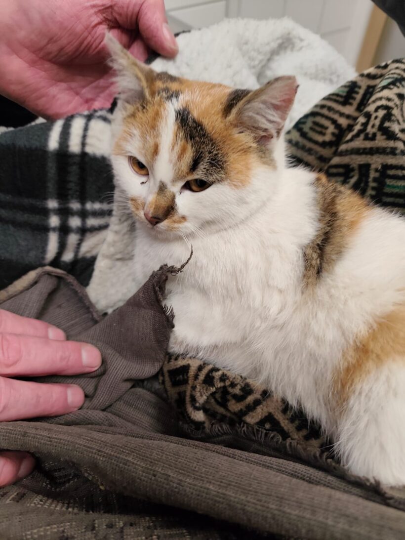 Fundkatze Markersbach