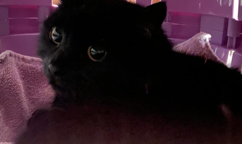 Fundkatze Lößnitz‼️