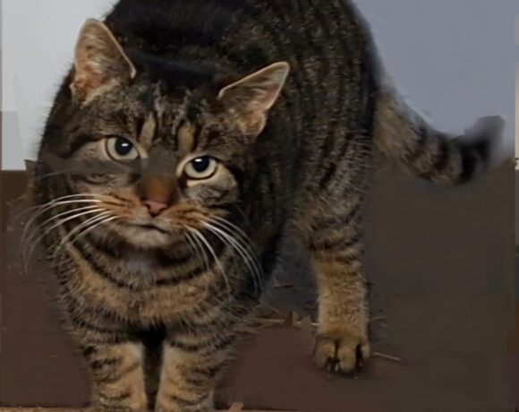 Käthe wird vermisst ❣️