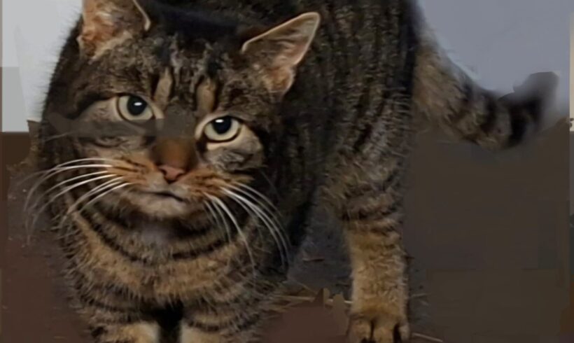 Käthe wird vermisst ❣️