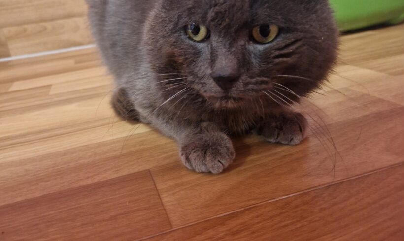 Fundkater Stürzengrün❣️