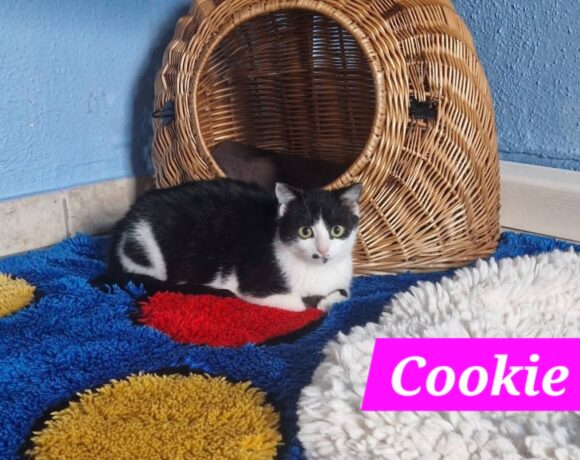 Cookie und Chester😻