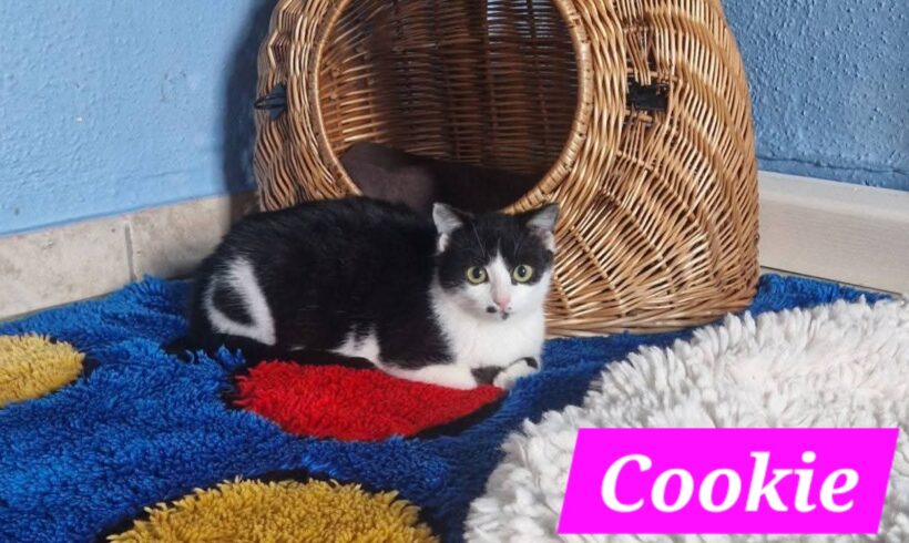 Cookie und Chester😻