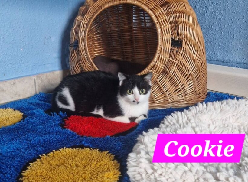 Cookie und Chester😻