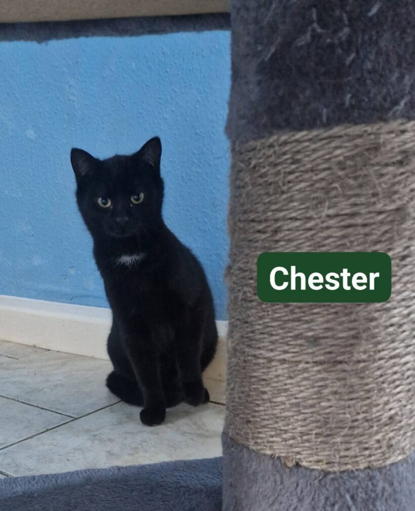 Cookie und Chester😻