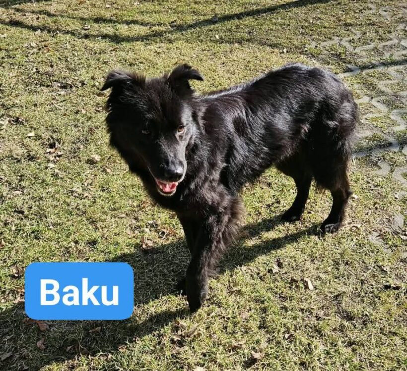 Baku❤️