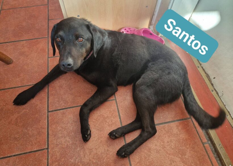 Santos❤️ Santos❤️