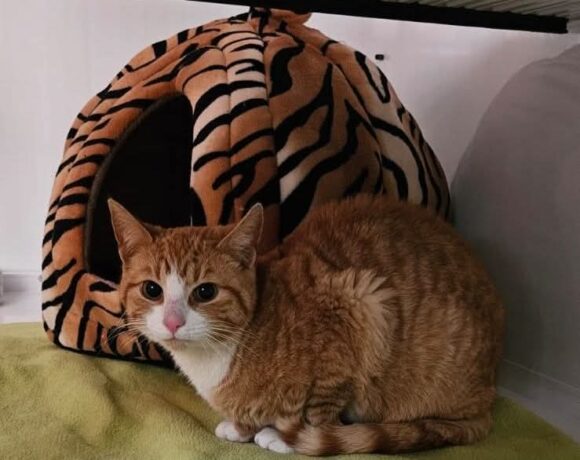 Fundkater Neidhardsthal