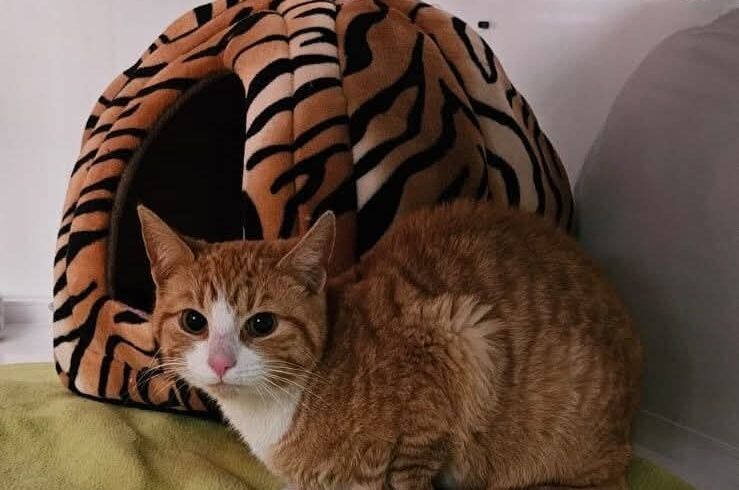 Fundkater Neidhardsthal