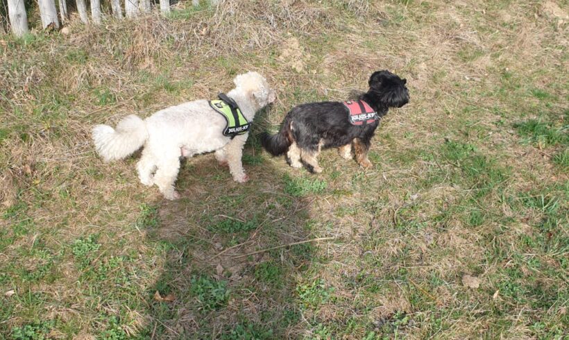 Barny, Lery, Schekky, Fridolin❣️ Barny, Lery, Schekky, Fridolin❣️