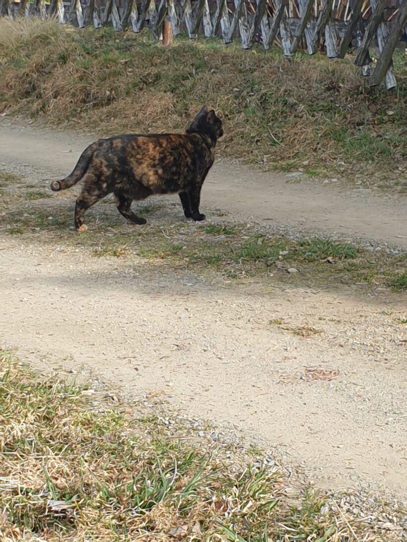 Barny, Lery, Schekky, Fridolin❣️ Barny, Lery, Schekky, Fridolin❣️