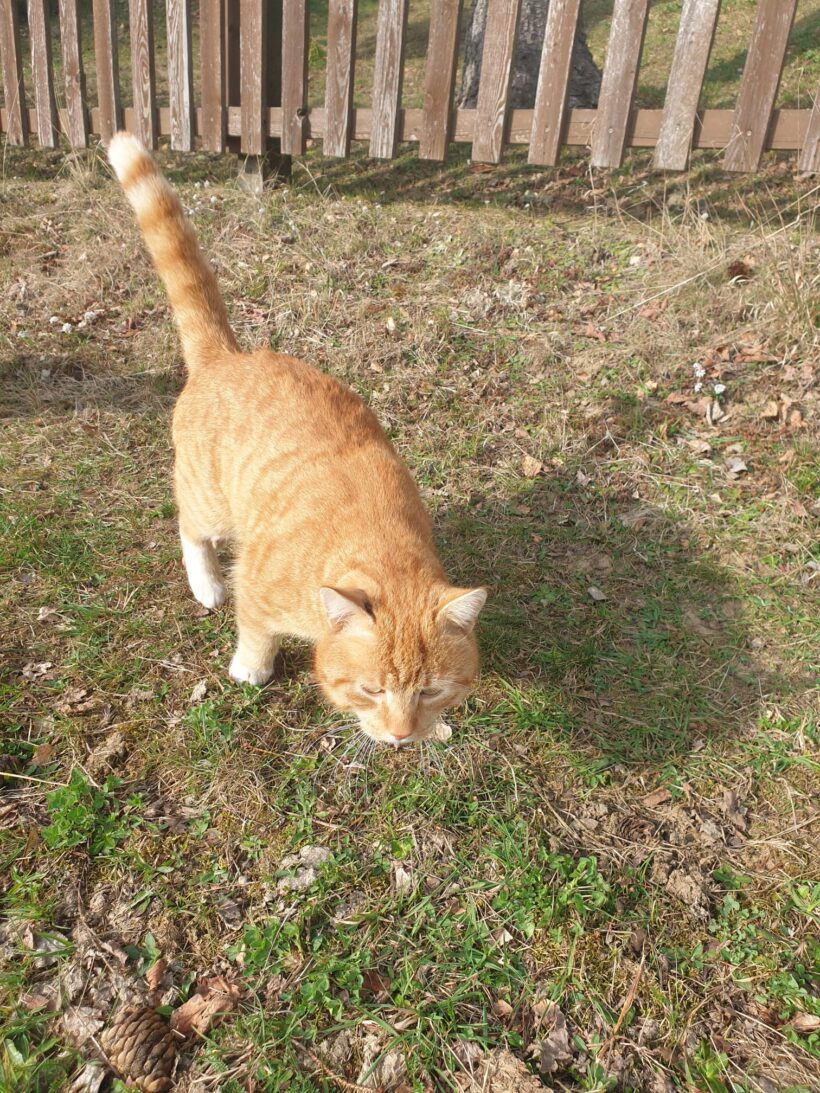 Barny, Lery, Schekky, Fridolin❣️ Barny, Lery, Schekky, Fridolin❣️