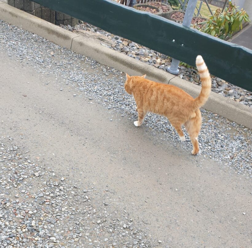 Barny, Lery, Schekky, Fridolin❣️ Barny, Lery, Schekky, Fridolin❣️