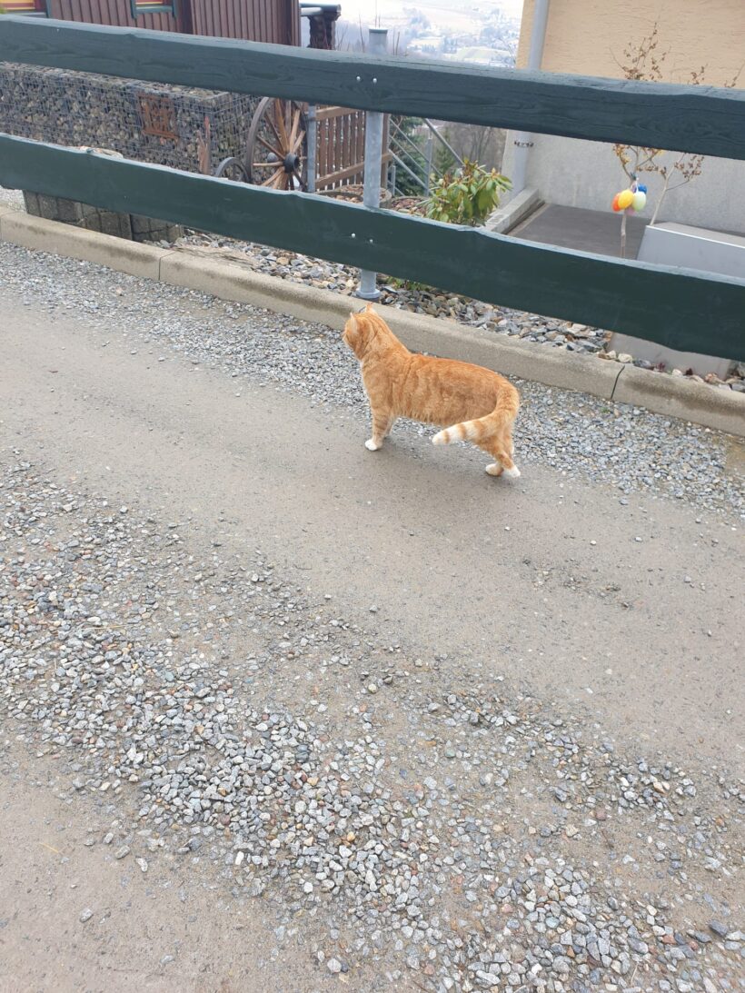 Barny, Lery, Schekky, Fridolin❣️ Barny, Lery, Schekky, Fridolin❣️