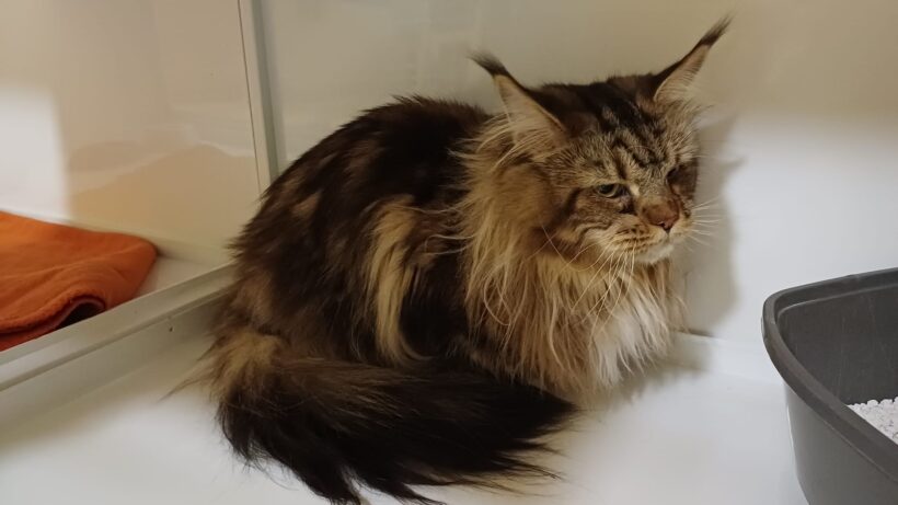 Katze Raschau-Markersbach Katze Raschau-Markersbach