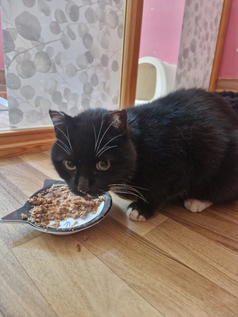 Bernsbach Fundkater🥰 Bernsbach Fundkater🥰