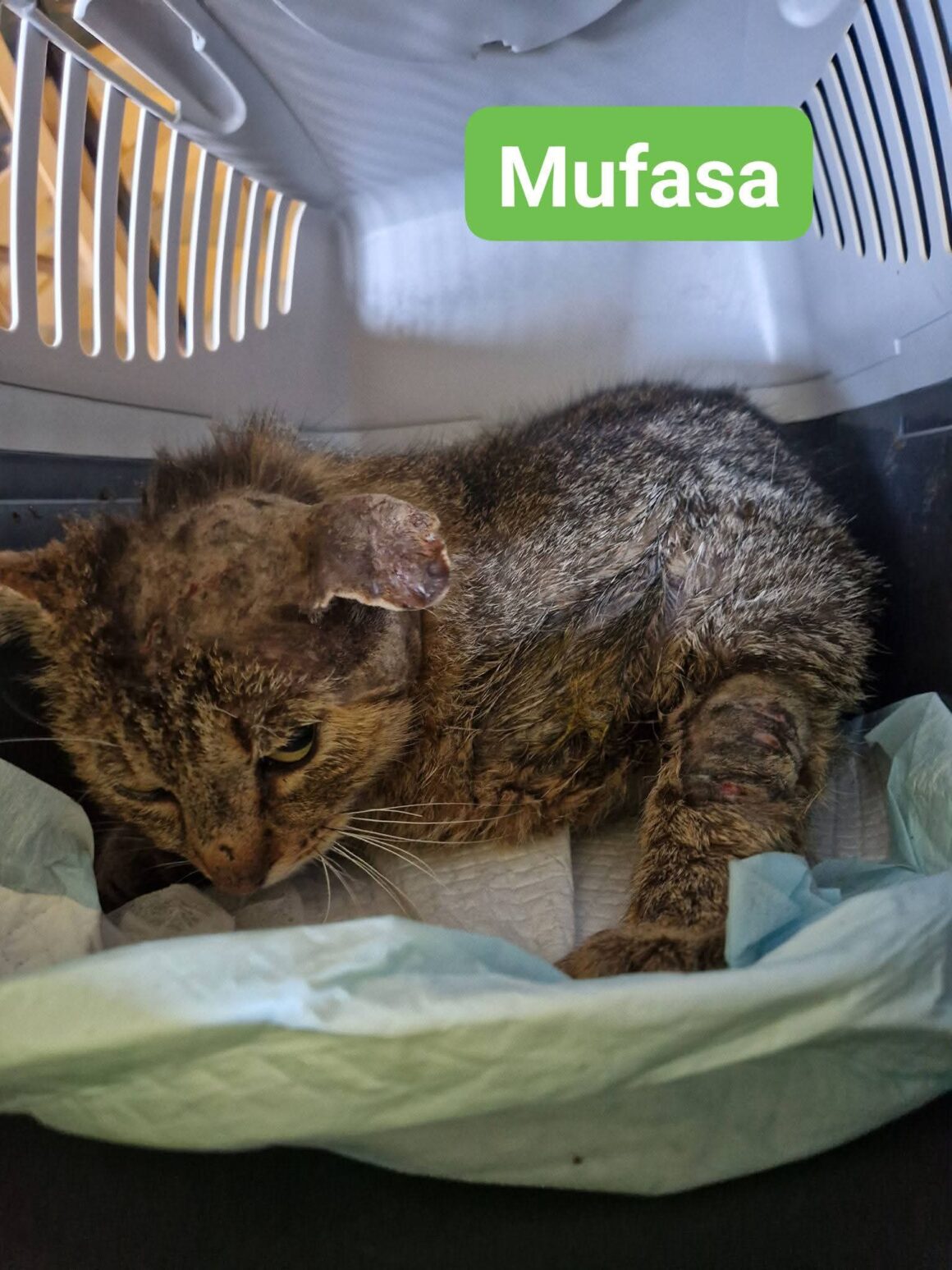 Mufasa❤️ Mufasa❤️