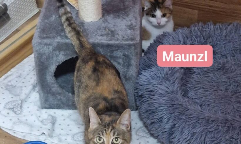 Cora und Maunzl ab Mitte April❤️