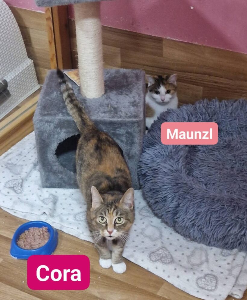 Cora und Maunzl ab Mitte April❤️