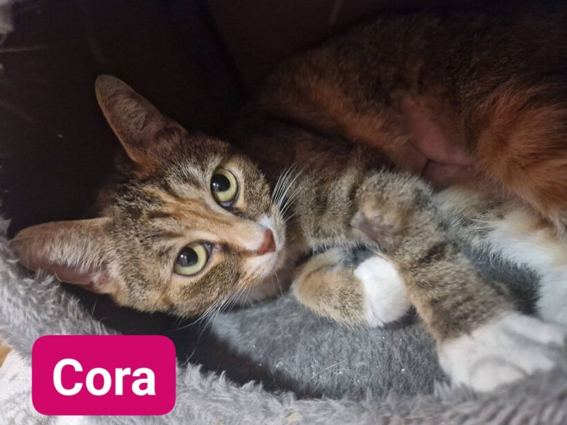 Cora und Maunzl ab Mitte April❤️