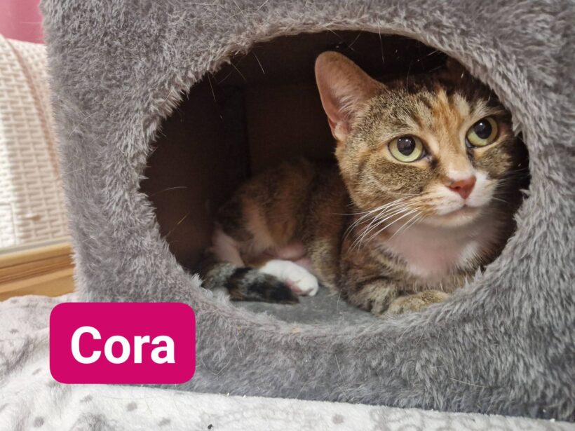 Cora und Maunzl ab Mitte April❤️