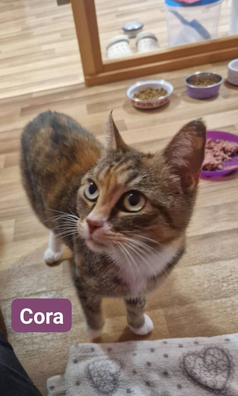 Cora und Maunzl ab Mitte April❤️
