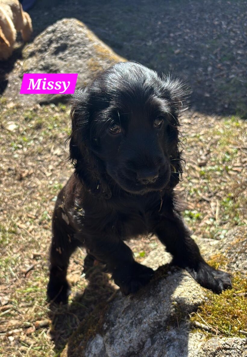 Missy, Molly, Maggy, Mila🐶❣️ Missy, Molly, Maggy, Mila🐶❣️